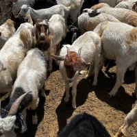 بز فروشی|حیوانات مزرعه|بم, |دیوار