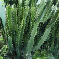 افوربیا اره ای|گل و گیاه طبیعی|قم, در بهشت|دیوار