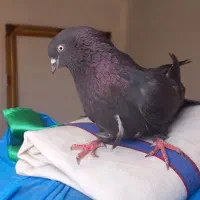 کبوتر پر|پرنده|لاران, |دیوار