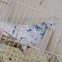 کفتر پرشی سار