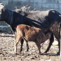 گاو.گوساله نر دورگ ۲ماهه