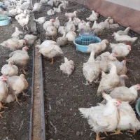 شاگرد مرغداری|استخدام صنعتی، فنی، مهندسی|زابل, |دیوار