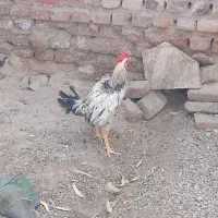 خروس فروشی