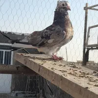 کبوتر گرفتنی رنگی و پلاکی سرور