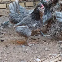 تخم گلین ریشو|حیوانات مزرعه|اهواز, اسلام آباد غربی|دیوار