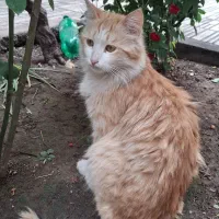 گربه ی ناز