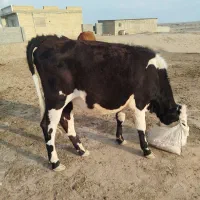 3راس تلیسه جنس خوب|حیوانات مزرعه|اینچه برون, |دیوار