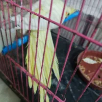 طوطی عروس هلندی|پرنده|فردوسیه, |دیوار