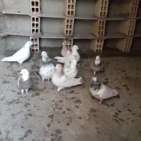 چند عدد کفتر طوقی کله دار|پرنده|کبودرآهنگ, |دیوار