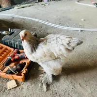 مرغ نژاد اصیل براهما بلو لایت ۶ ماه و نیم|حیوانات مزرعه|بانه, |دیوار