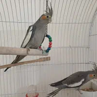 عروس هلندی|پرنده|جم, |دیوار