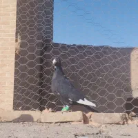 کبوترپرشی|پرنده|سبزوار, قاضی زاد|دیوار