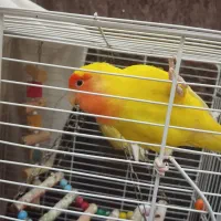 یک جفت طوطی برزیلی خوش رنگ (کارداده)|پرنده|تهران, اتابک|دیوار