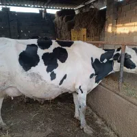 گاو آبستن سنگین