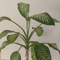 دیفن باخلیای نژاد پهن برگ|گل و گیاه طبیعی|قروه, |دیوار