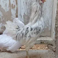 خروس گلین|حیوانات مزرعه|یزد, |دیوار