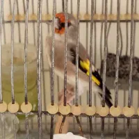 سهره