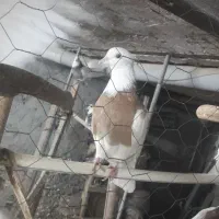 کبوتر طوقی|پرنده|کرمانشاه, |دیوار