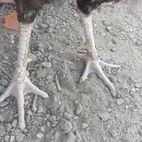 خروس جاوا اصیل|حیوانات مزرعه|ایرانشهر, |دیوار