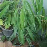 حراج انواع گل فروشی ارش|گل مصنوعی|لردگان, |دیوار