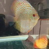 دیسکس سایز درشت