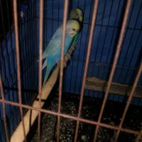 مرغ عشق  رنگ خاص  رینبو