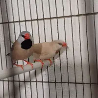 فنچ کرواتی مولد|پرنده|تبریز, |دیوار