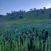 کشاورزی