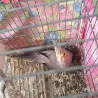 عروس هلندی ۵ماهه|پرنده|سردرود, |دیوار