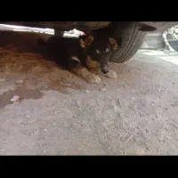 میکس سگ ژرمن و هاسکی