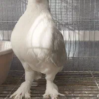 کبوتر زینتی تزئینی لاهوری الماسی|پرنده|اصفهان, سرشبادران|دیوار