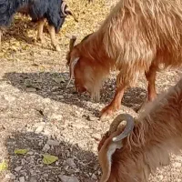 فروش فوری 5 عدد بز محلی با هم|حیوانات مزرعه|جوانرود, |دیوار