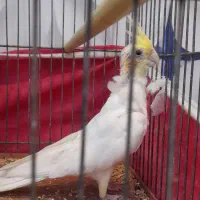 عروس هلندی نر زعفرانی سر حال بازی کوش|پرنده|عجب شیر, |دیوار