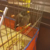 مینا سر حال