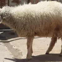 7 راس بز و بزغاله و کاور نر