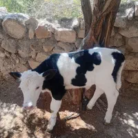 گوساله گمشده