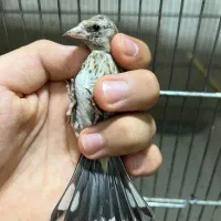 جوجه سهره های قلمی