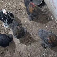 جوجه کوشین