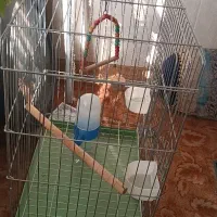 قفس بزرگ عروس هلندی یا طوطی