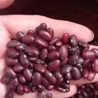 فروش لوبیا قرمز و عسل کندو بشرط لوبیا ۱۶۰ هزار