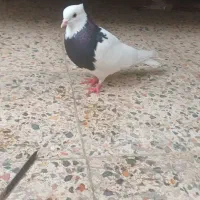 طوق سیاه ماده