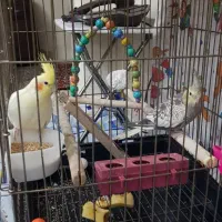 ۴جفت عروس هلندی