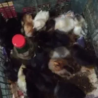 جوجه محلی دونه ۸۰