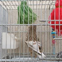 سهره خاکی عتیقه