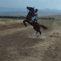 اسب مسابقه ای
