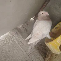نر هفت رنگ بغدادی