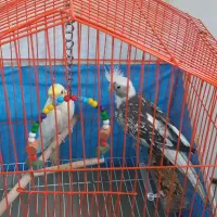 عروس هلندی جوجه وبالغ|پرنده|رشت, پاره بیجار|دیوار