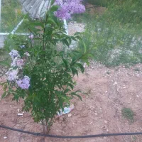 باغ|خدمات باغبانی و درختکاری|آباده, |دیوار