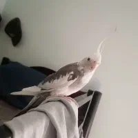 عروس هلندی وایت فیس ابلغ نر معاوضه با ماده لوتینو|پرنده|تهران, نازیآباد|دیوار