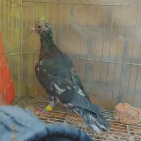 5عدد کرمونی آس شهرستانی|پرنده|مشهد, هفده شهریور|دیوار